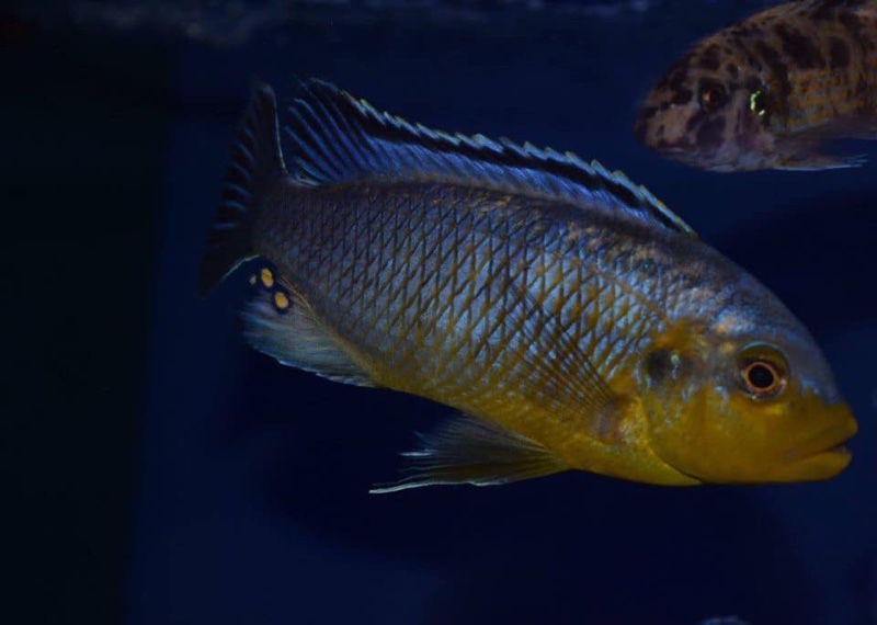 Petrotilapia genalutea 'Makokola Reef'